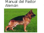 Pastor Alemán