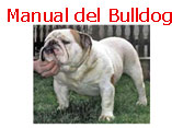 bulldog