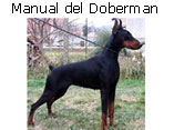 doberman
