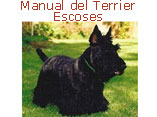 Terrier escoses